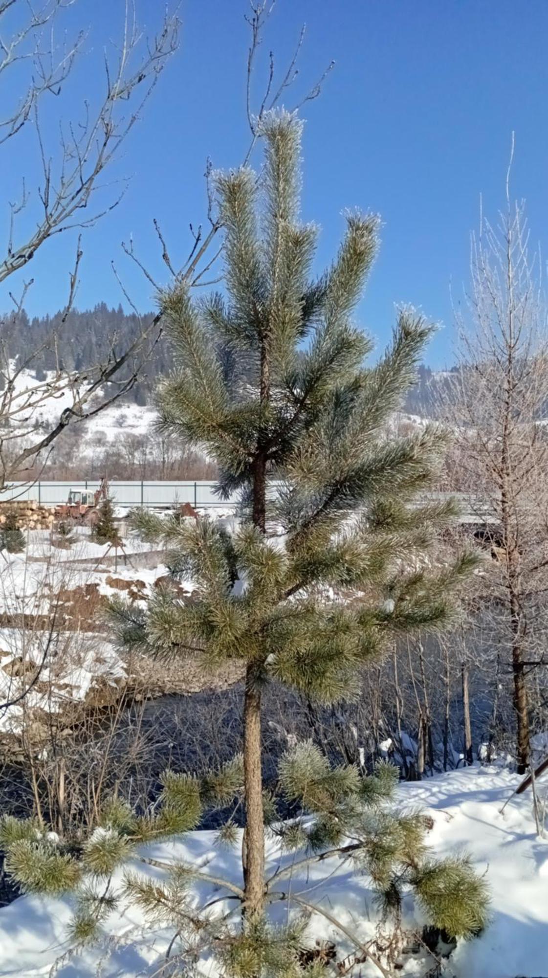 Затишний Будиночок Bukovets Exteriör bild